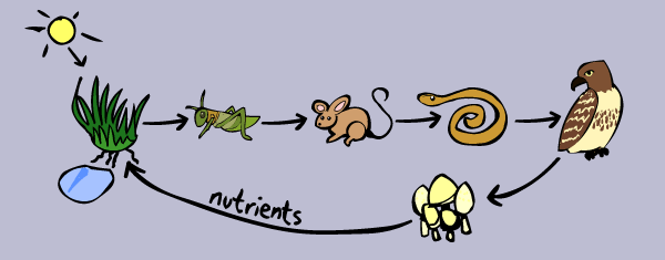 Food Web Examples Simple