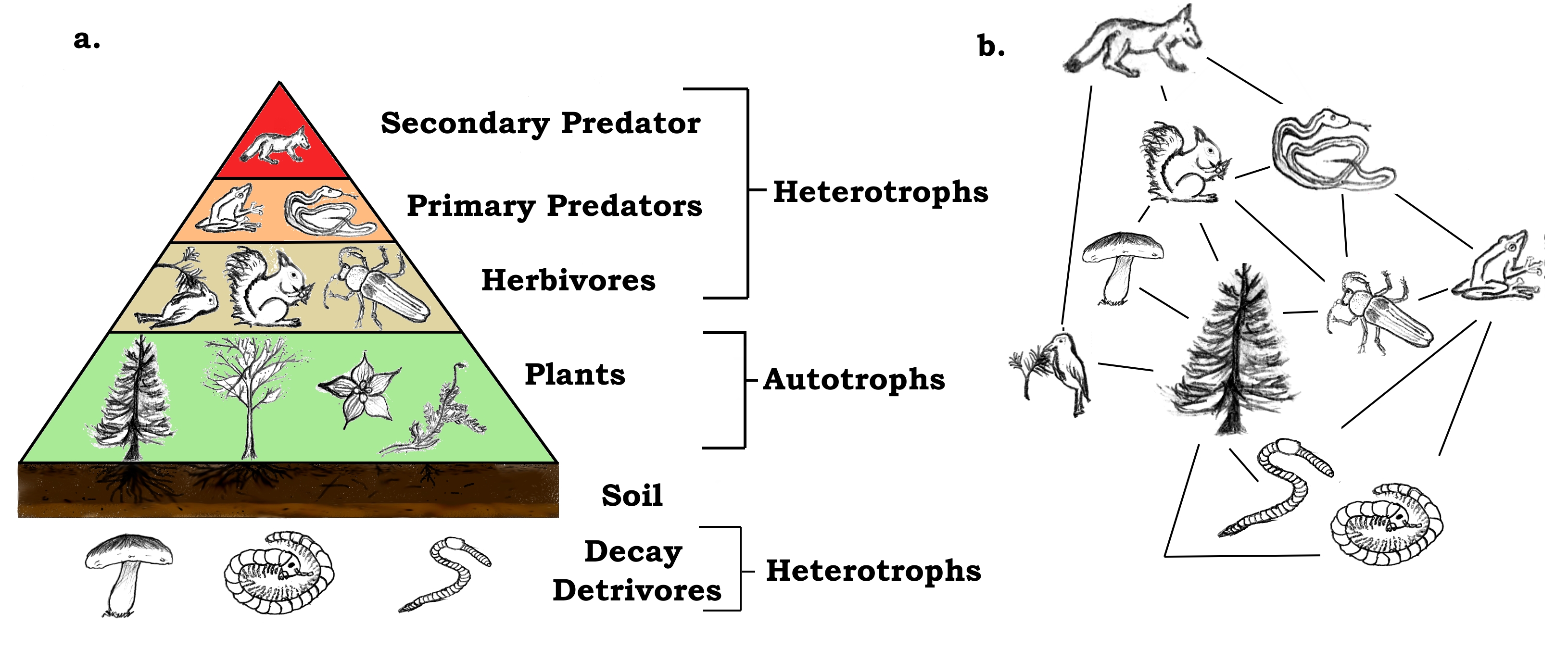 Food Web Examples With Labels