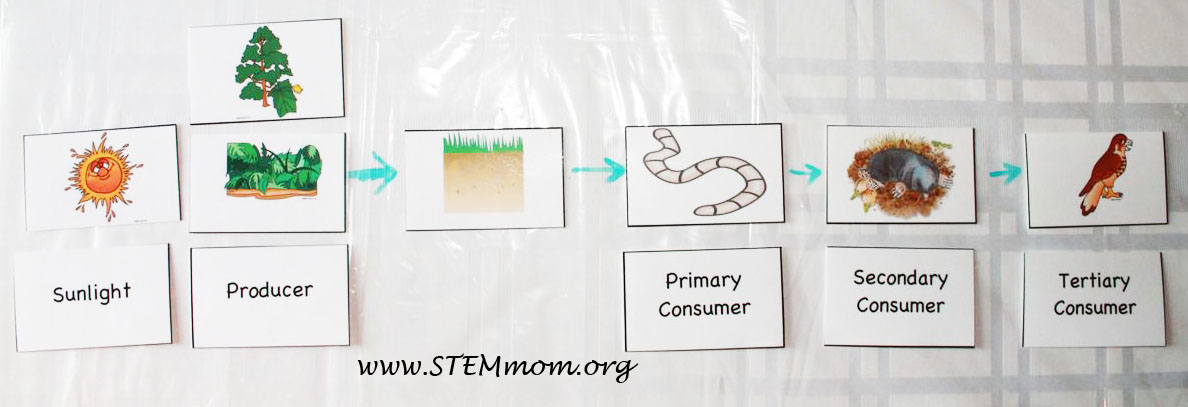 Food Web Examples With Labels