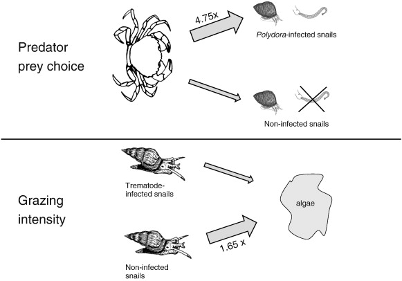 Food Web Examples With Labels