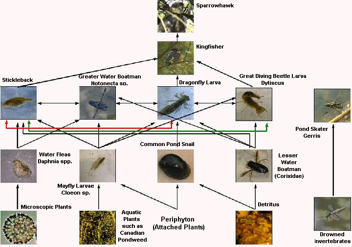 Food Web Pictures