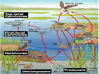 Food Web Pictures