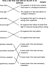 Food Web Worksheet