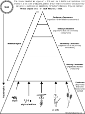 Food Web Worksheet