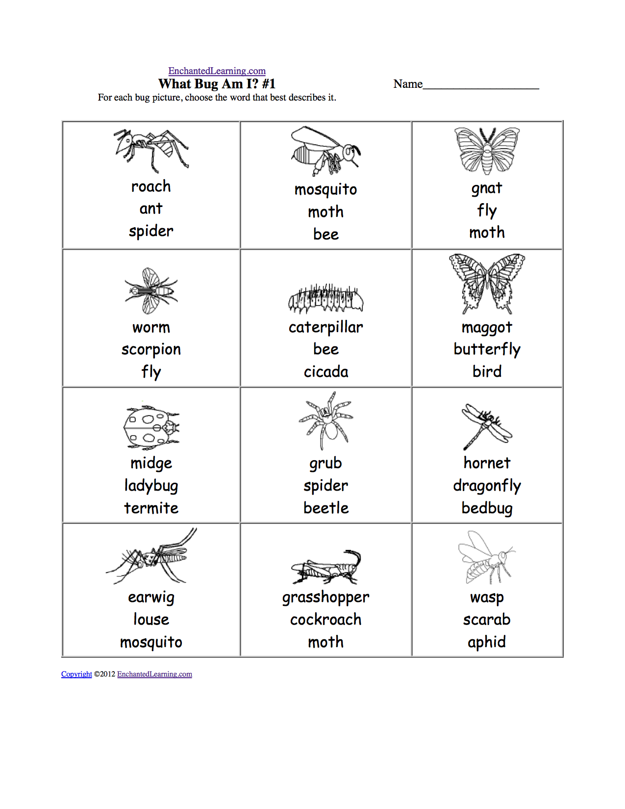 Food Web Worksheet Answers