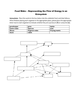 Food Web Worksheet Answers