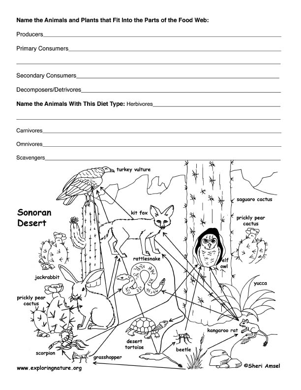 Food Web Worksheet Blank