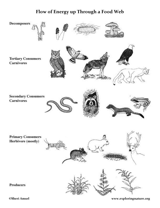 Food Web Worksheet Blank