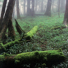 Forest Resources Images