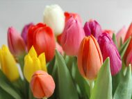 Free Wallpapers For Desktop Tulips