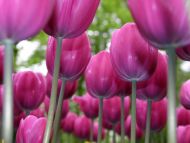 Free Wallpapers For Desktop Tulips