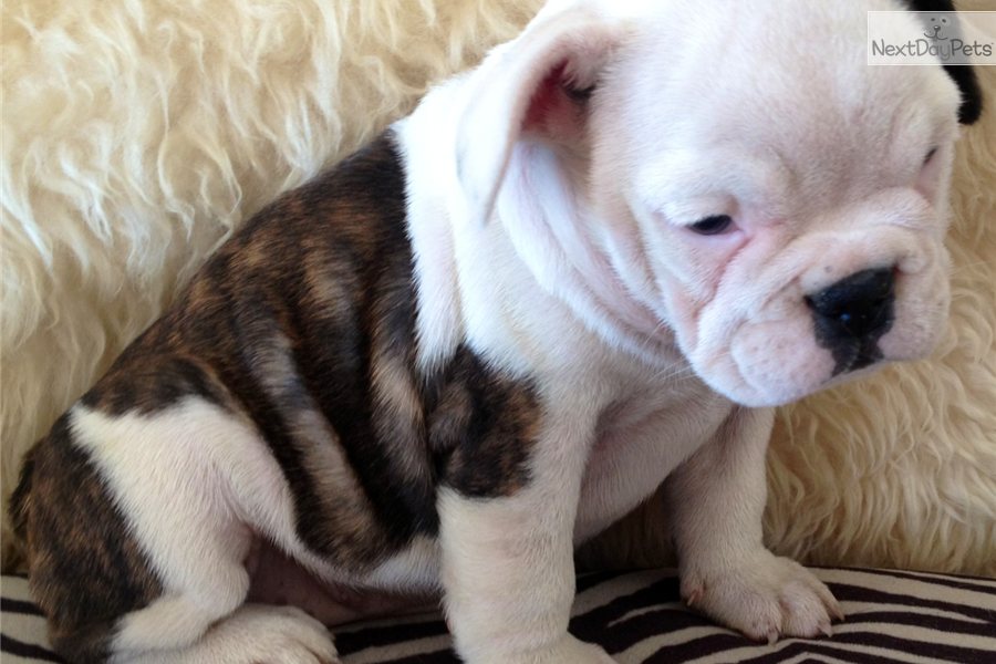 French And English Bulldog Mix Puppies