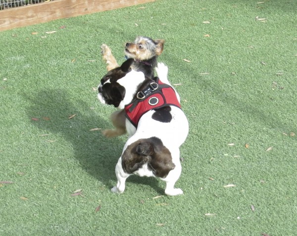 French And English Bulldog Mix Puppies