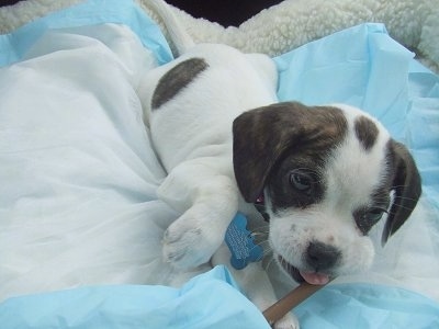 French And English Bulldog Mix Puppies