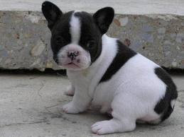 French And English Bulldog Mix Puppies