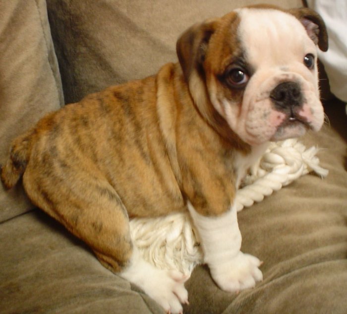 French And English Bulldog Mix Puppies