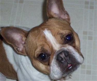 French And English Bulldog Mix Puppies