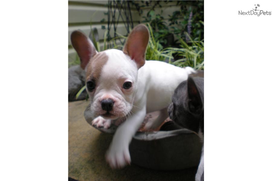 French Bulldog Blue And White