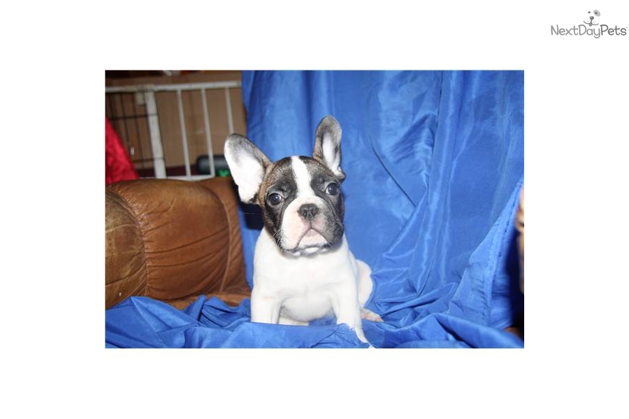 French Bulldog Blue And White