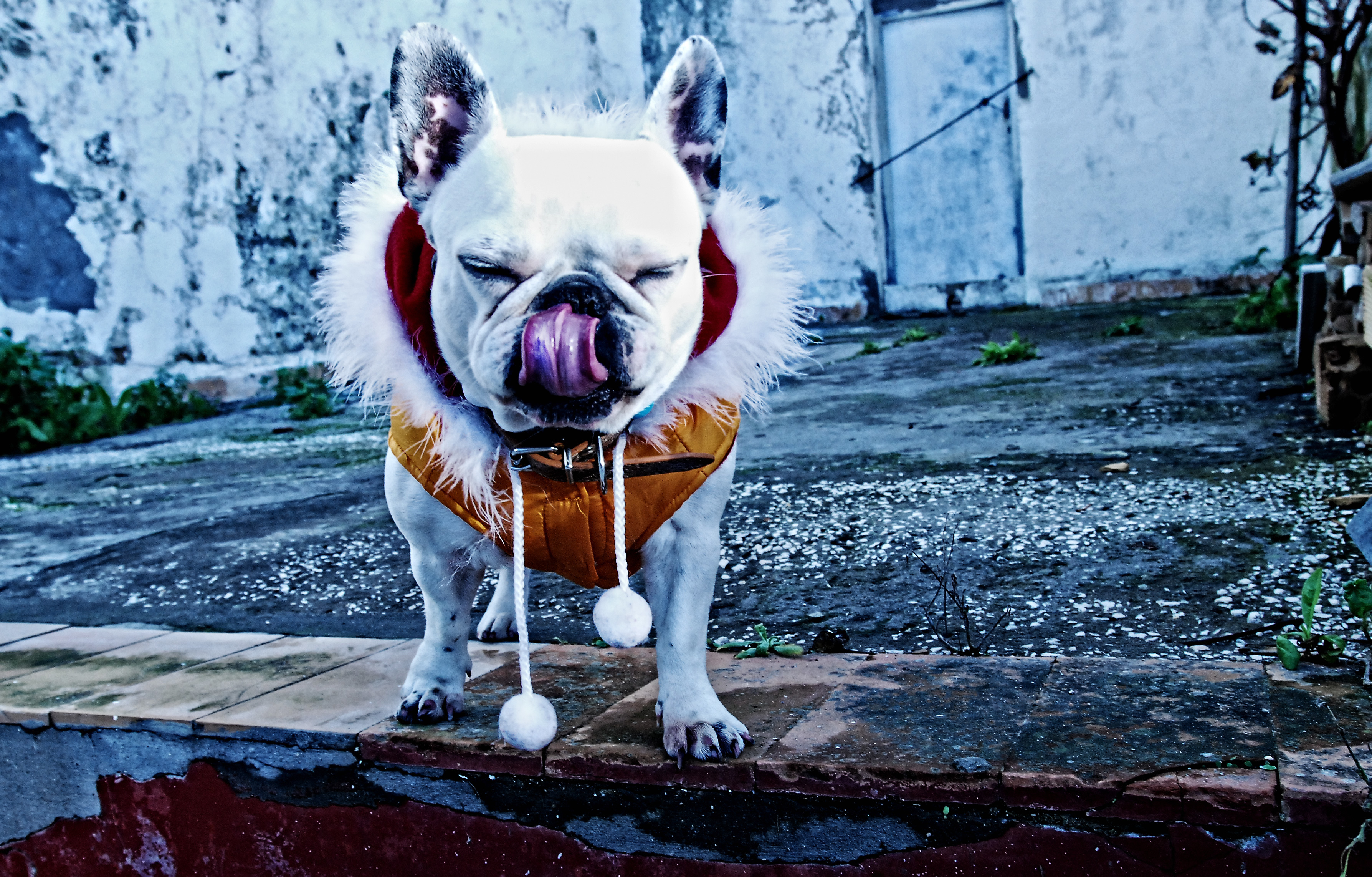 French Bulldog Blue Coat