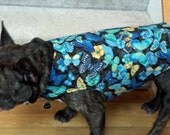 French Bulldog Blue Coat