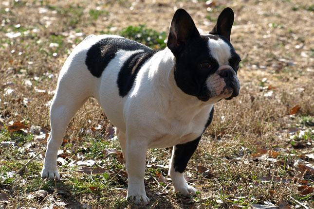 French Bulldog Blue Coat