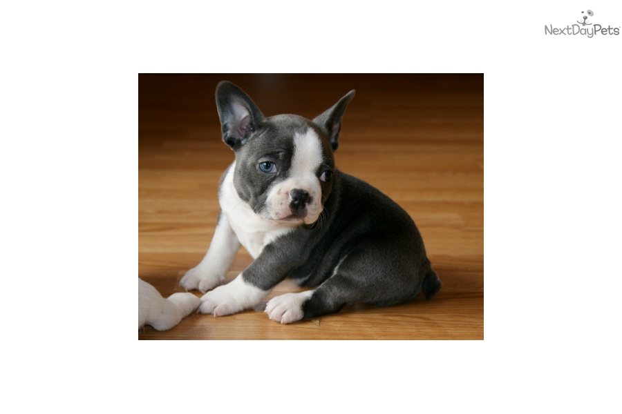 French Bulldog Blue Coat