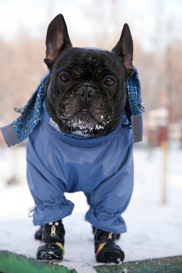 French Bulldog Blue Coat