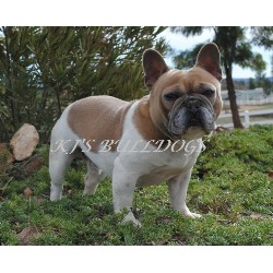 French Bulldog Blue Coat