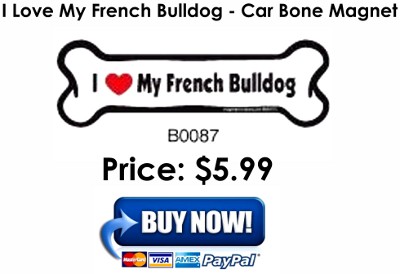 French Bulldog Blue Coat