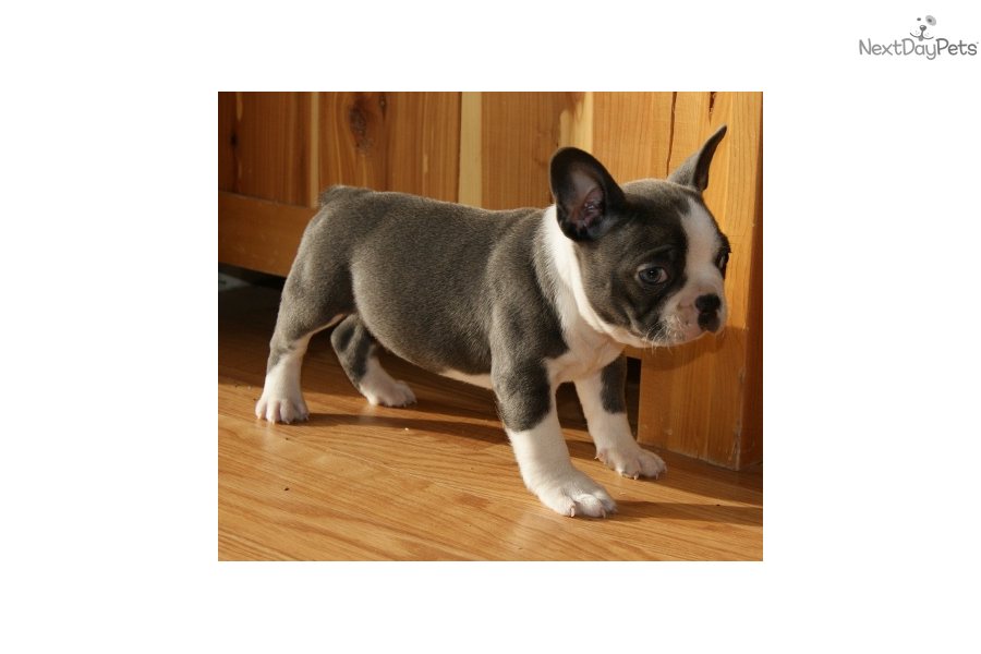 French Bulldog Blue Coat