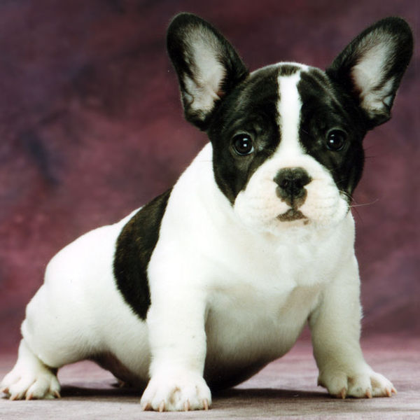 French Bulldog Blue Full Grown