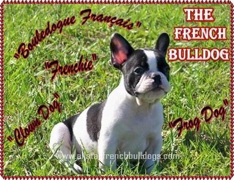 French Bulldog Blue Full Grown