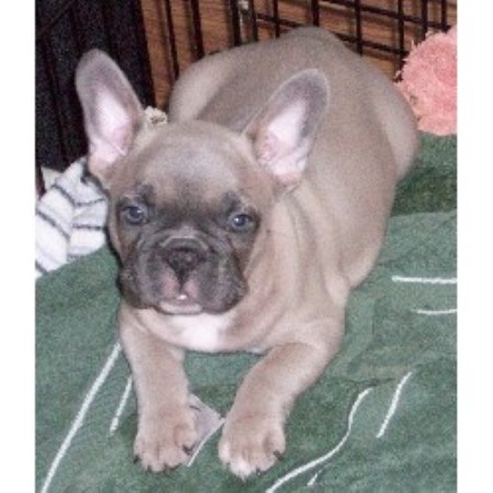 French Bulldog Blue Grey