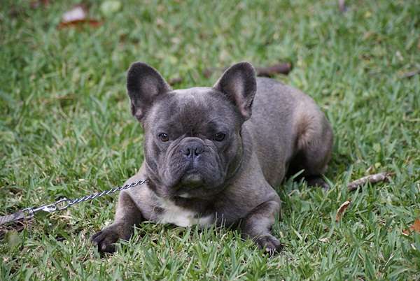 French Bulldog Blue Grey