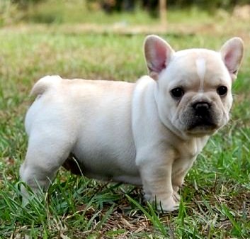 French Bulldog Blue Grey