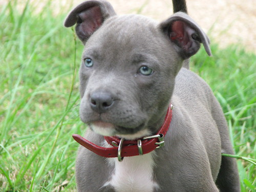 French Bulldog Blue Grey