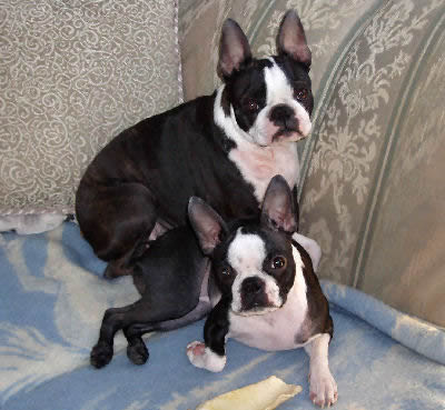 French Bulldog Boston Terrier Mix