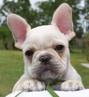 French Bulldog Boston Terrier Mix