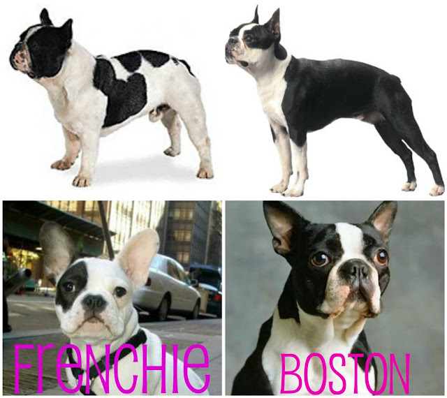 French Bulldog Boston Terrier Mix