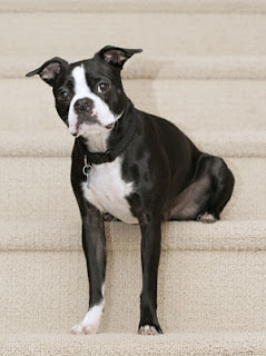 French Bulldog Boston Terrier Mix