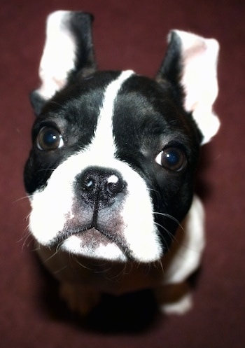 French Bulldog Boston Terrier Mix For Sale