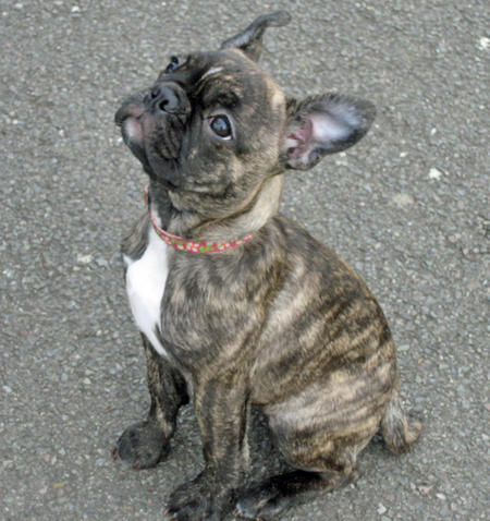 French Bulldog Boston Terrier Mix Health