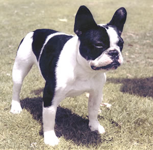 French Bulldog Boston Terrier Mix Health