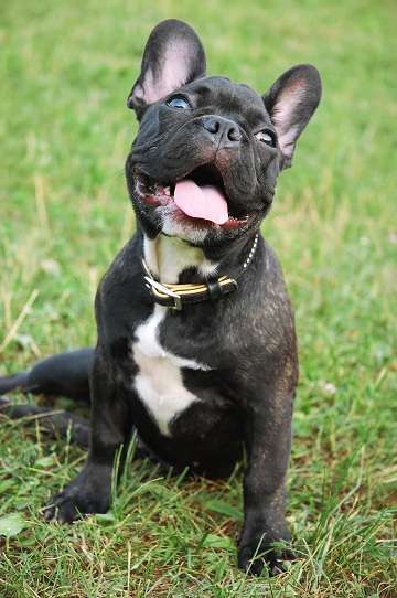 French Bulldog Boston Terrier Mix Health