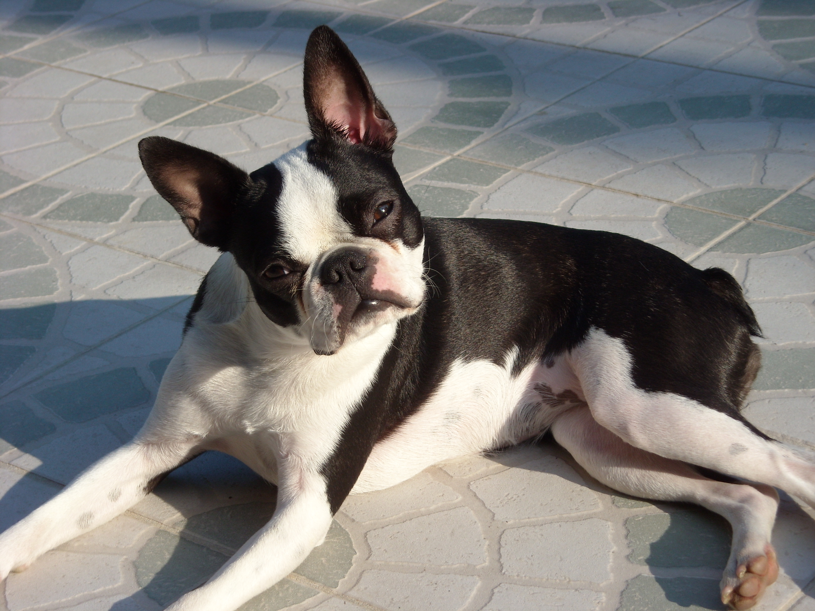 French Bulldog Boston Terrier Mix Health