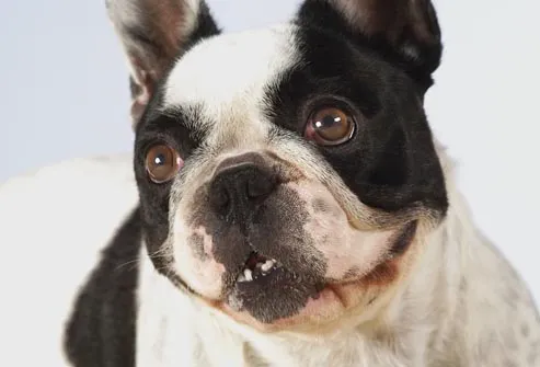 French Bulldog Boston Terrier Mix Health