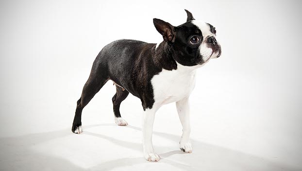 French Bulldog Boston Terrier Mix Lifespan