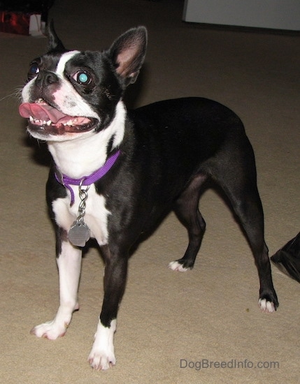 French Bulldog Boston Terrier Mix Lifespan