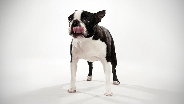 French Bulldog Boston Terrier Mix Lifespan